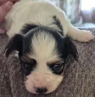 TULSI, a female Papillon for sale in Hooper, UT – 2 of 7