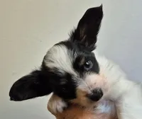 TILLY, a female Papillon for sale in Hooper, UT – 2 of 6