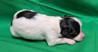 TATER, a female Papillon for sale in Hooper, UT – 3 of 5