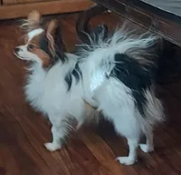 TILLY, a female Papillon for sale in Hooper, UT – 2 of 3