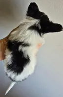 TILLY, a female Papillon for sale in Hooper, UT – 3 of 6