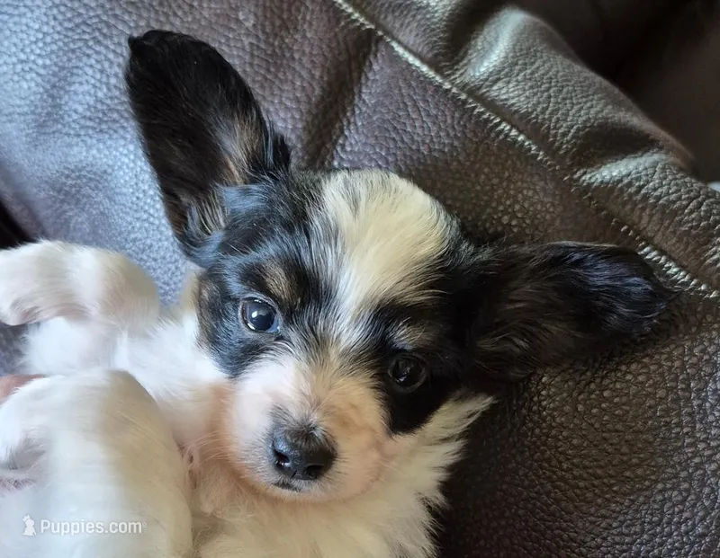 TILLY – Papillon puppy on hold in Hooper, UT