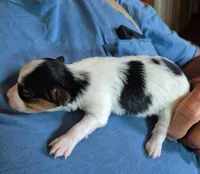 TULSI, a female Papillon for sale in Hooper, UT – 5 of 5
