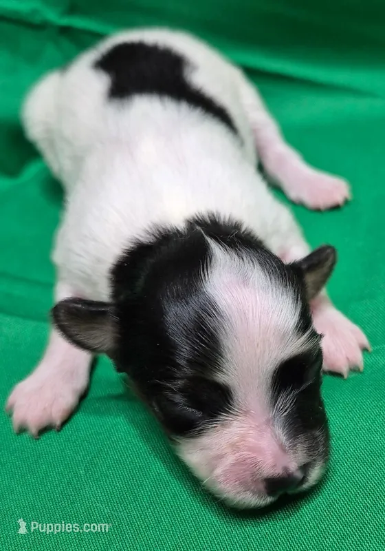 TATER – Papillon puppy for sale in Hooper, UT