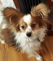 TILLY, a female Papillon for sale in Hooper, UT – 6 of 6