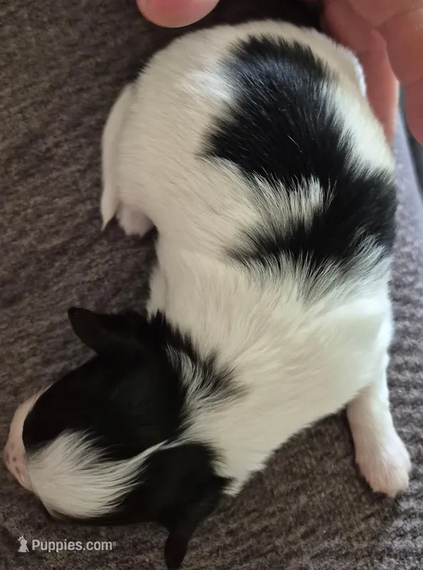 TILLY – Papillon puppy for sale in Hooper, UT