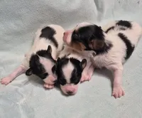 TULSI, a female Papillon for sale in Hooper, UT – 2 of 5
