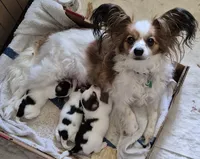 TATER, a female Papillon for sale in Hooper, UT – 4 of 5