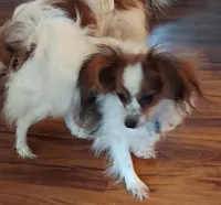 TILLY, a female Papillon for sale in Hooper, UT – 3 of 3