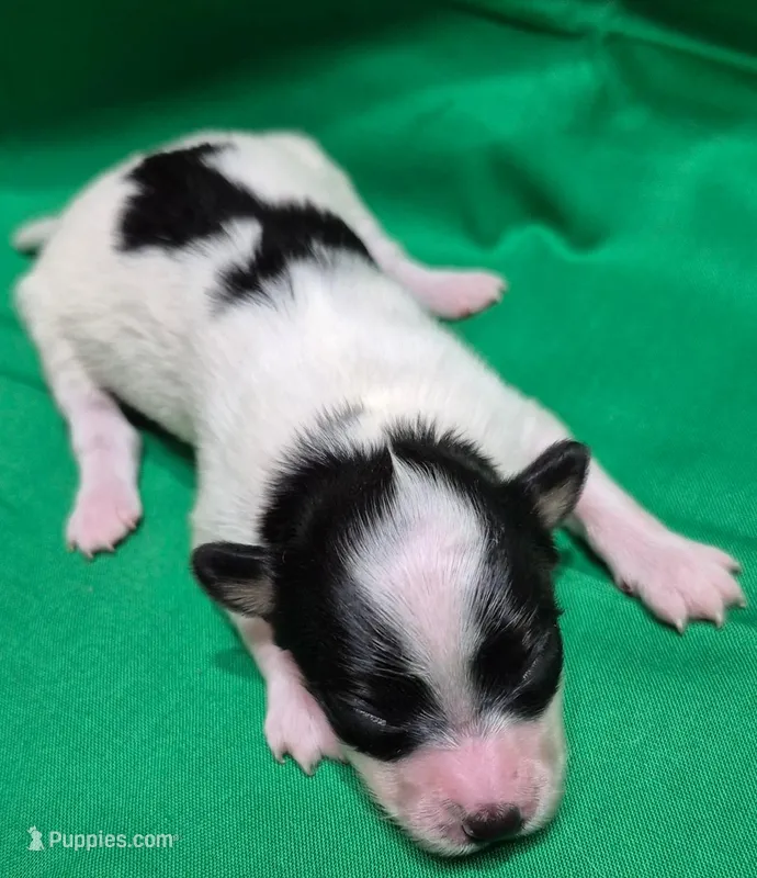 TULSI – Papillon puppy for sale in Hooper, UT
