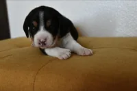 Maple, a female Beagle for sale in Susanville, CA – Photo 5 of 10