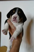 Maple, a female Beagle for sale in Susanville, CA – Photo 3 of 10