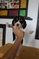 Maple, a female Beagle for sale in Susanville, CA – Photo 2 of 10