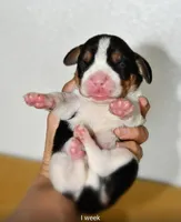 Maple, a female Beagle for sale in Susanville, CA – Photo 10 of 10