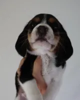 Maple, a female Beagle for sale in Susanville, CA – Photo 8 of 10