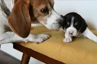 Maple, a female Beagle for sale in Susanville, CA – Photo 7 of 10