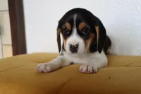 Maple, a female Beagle for sale in Susanville, CA – Photo 1 of 10