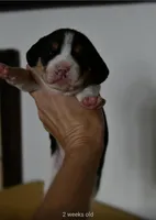 Maple, a female Beagle for sale in Susanville, CA – Photo 6 of 10