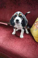 Casper, a male Beagle for sale in Susanville, CA – Photo 7 of 10