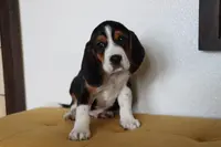 Casper, a male Beagle for sale in Susanville, CA – Photo 10 of 10