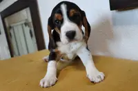 Casper, a male Beagle for sale in Susanville, CA – Photo 2 of 10