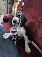 Casper, a male Beagle for sale in Susanville, CA – Photo 1 of 10