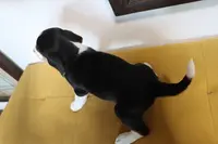 Casper, a male Beagle for sale in Susanville, CA – Photo 8 of 10