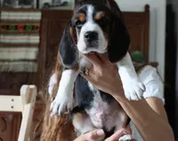 Casper, a male Beagle for sale in Susanville, CA – Photo 4 of 10