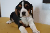 Casper, a male Beagle for sale in Susanville, CA – Photo 3 of 10