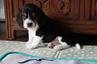 Cider, a male Beagle for sale in Susanville, CA – Photo 9 of 10