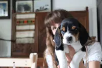 Cider, a male Beagle for sale in Susanville, CA – Photo 1 of 10