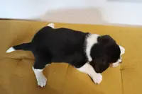 Cider, a male Beagle for sale in Susanville, CA – Photo 4 of 10