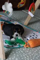 Cider, a male Beagle for sale in Susanville, CA – Photo 8 of 10