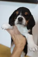 Cider, a male Beagle for sale in Susanville, CA – Photo 2 of 10