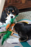 Cider, a male Beagle for sale in Susanville, CA – Photo 10 of 10