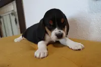 Cider, a male Beagle for sale in Susanville, CA – Photo 3 of 10