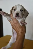 Scarlett, a female Beagle for sale in Susanville, CA – Photo 6 of 7