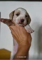 Scarlett, a female Beagle for sale in Susanville, CA – Photo 3 of 7