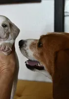 Scarlett, a female Beagle for sale in Susanville, CA – Photo 5 of 7