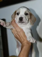 Scarlett, a female Beagle for sale in Susanville, CA – Photo 1 of 7