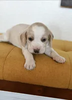 Scarlett, a female Beagle for sale in Susanville, CA – Photo 2 of 7