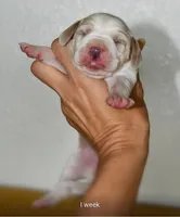 Scarlett, a female Beagle for sale in Susanville, CA – Photo 4 of 7