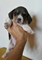 Aurelia, a female Beagle for sale in Susanville, CA – Photo 2 of 9