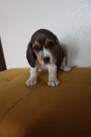 Aurelia, a female Beagle for sale in Susanville, CA – Photo 1 of 9