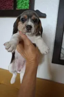 Aurelia, a female Beagle for sale in Susanville, CA – Photo 4 of 9