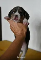 Aurelia, a female Beagle for sale in Susanville, CA – Photo 5 of 9