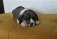 Aurelia, a female Beagle for sale in Susanville, CA – Photo 7 of 9