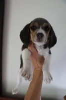 Aurelia, a female Beagle for sale in Susanville, CA – Photo 9 of 9