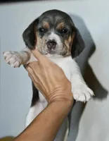 Aurelia, a female Beagle for sale in Susanville, CA – Photo 6 of 9