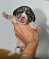 Aurelia, a female Beagle for sale in Susanville, CA – Photo 8 of 9